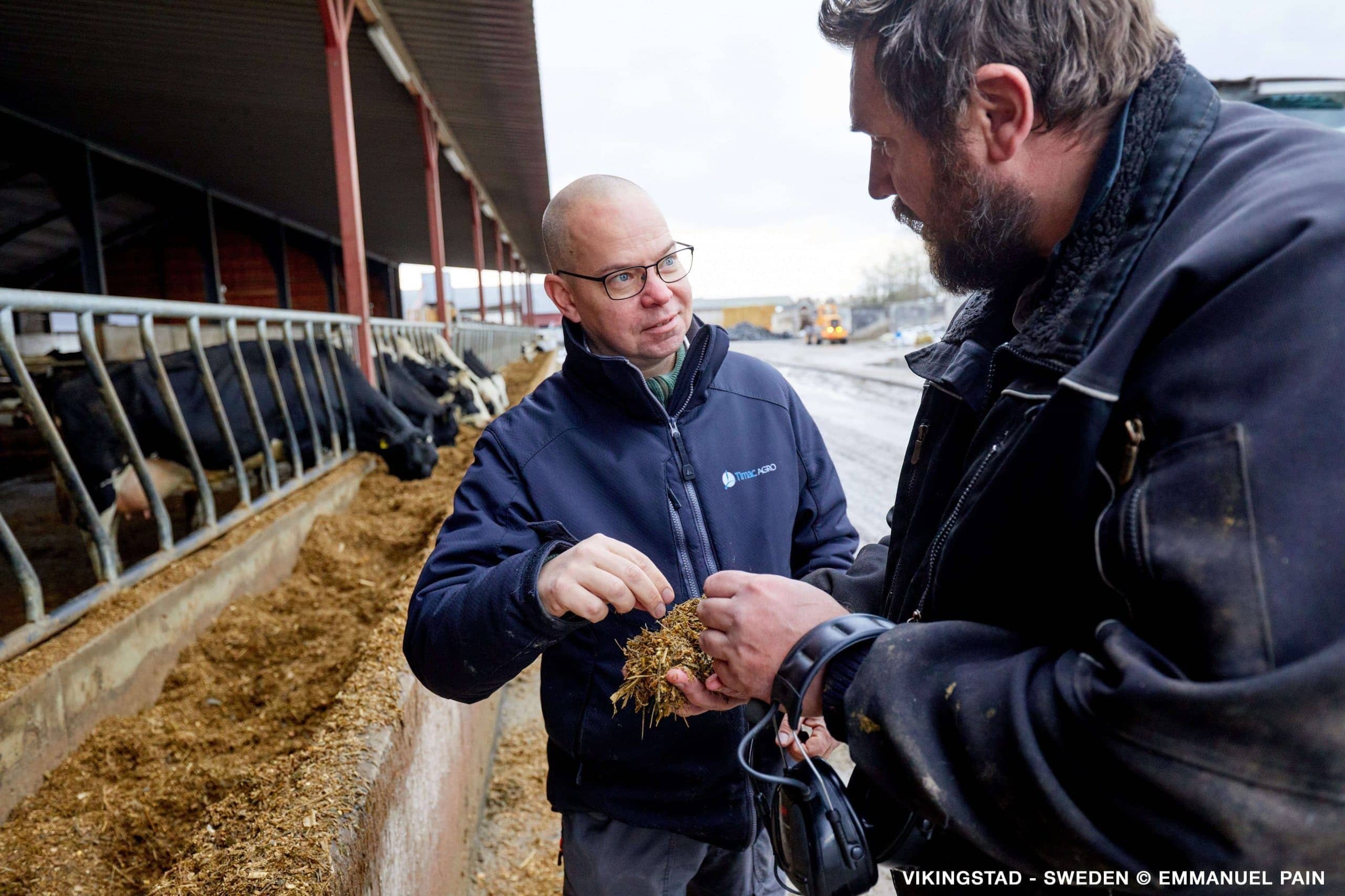 mycotoxins,silage,animals