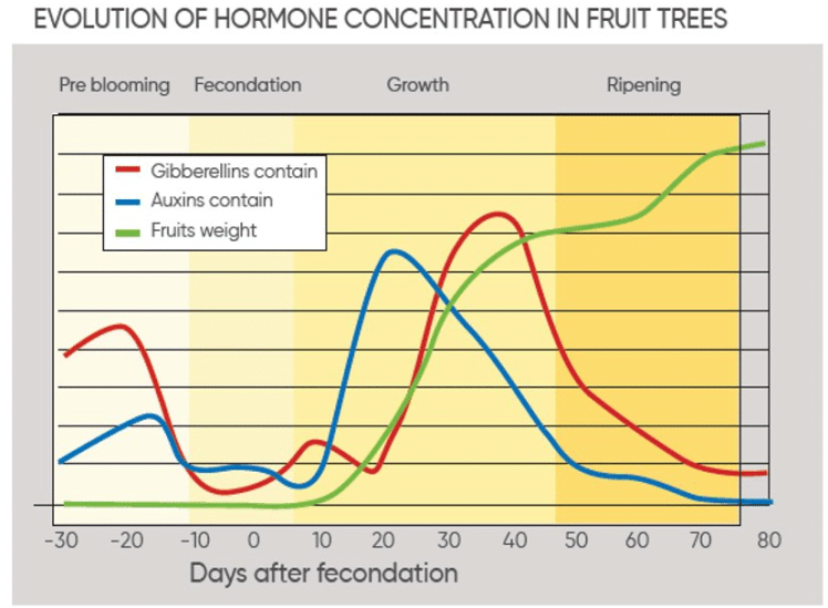 How can we increase the apple yield that reaches commercial yield ...