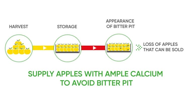 How to Improve Apple Conservation by Reducing Bitter Pit | TIMAC AGRO ...
