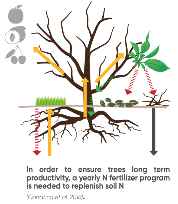 How do you promote vegetative regrowth after winter in fruit trees ...