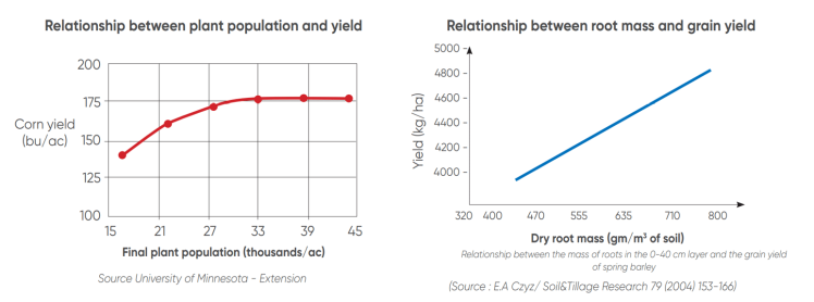How to Avoid Stress During Corn Establishment | TIMAC AGRO INTERNATIONAL
