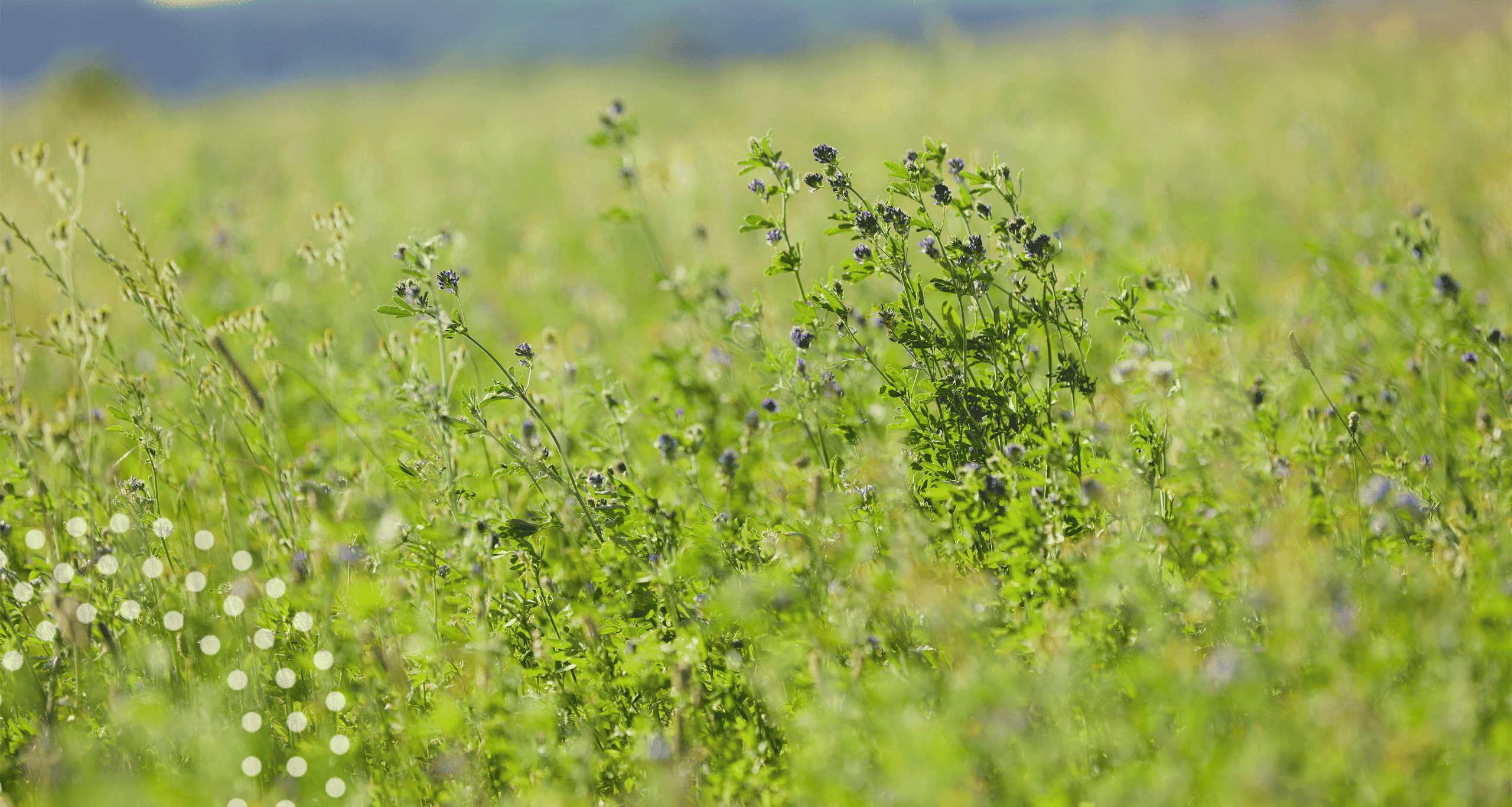 secheresse-part2-bio-timacagro
