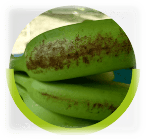 timac-agro-banana-maturity-bronzing-issue