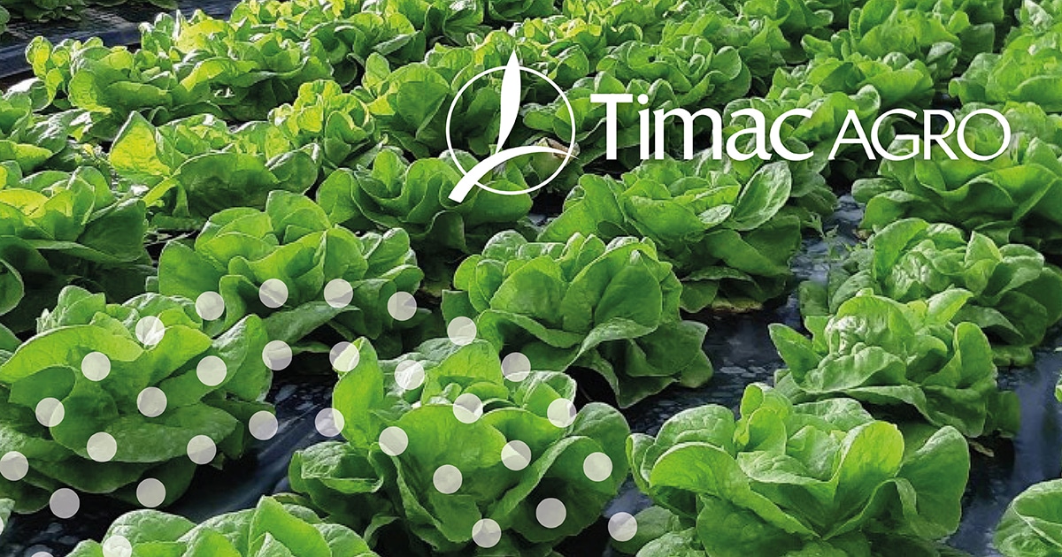 timac-agro-lettuce-yield-optimization