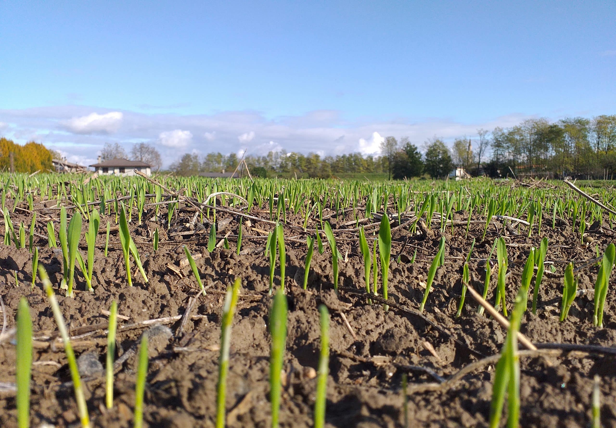 fertilizer,Nutrient,Sustainable Agriculture,Bioavailability