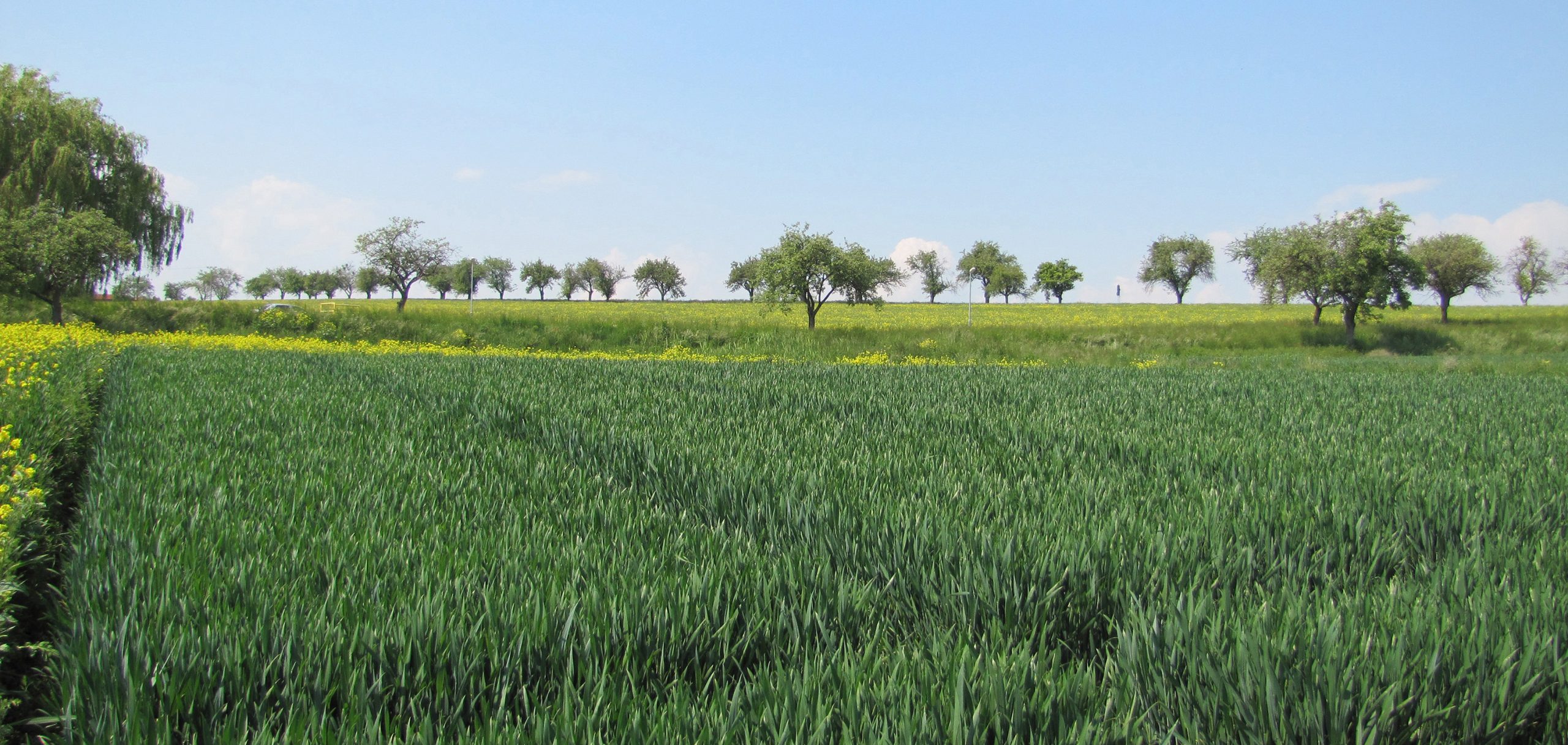 Timac agro