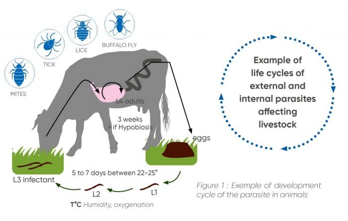 Parasitism cycle in cattle