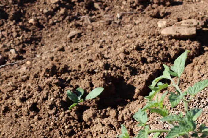 Système de fertirrigation pour la clture des tomates en Algérie