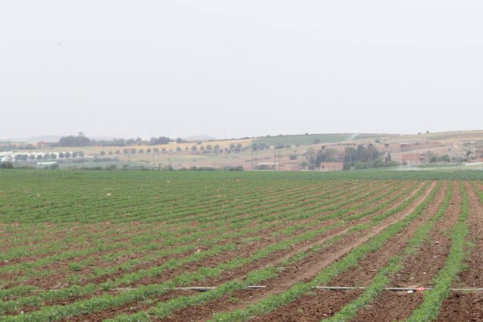 Système de goutte à goutte pour la culture des tomates en Algérie