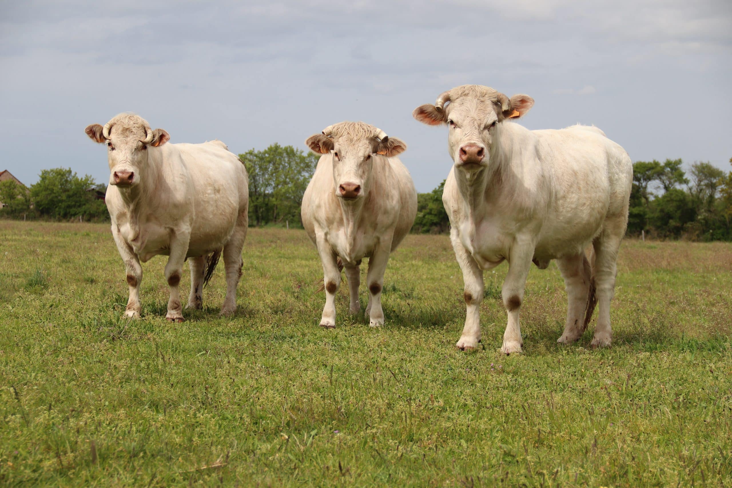 mycotoxins,silage,animals