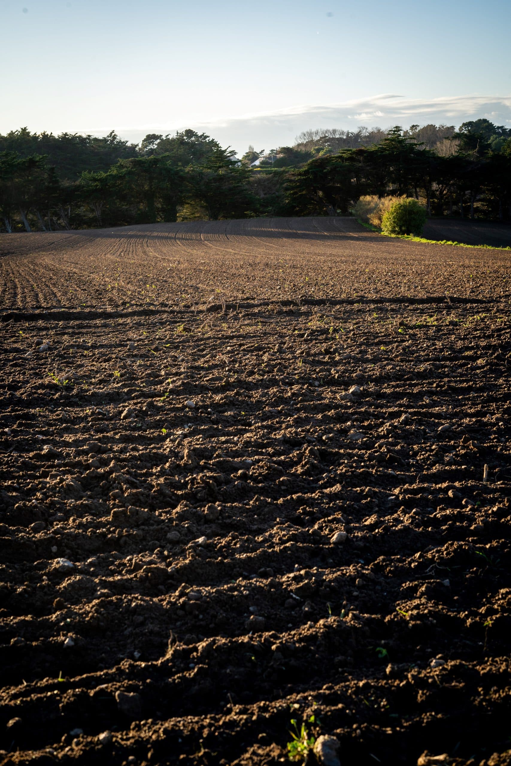 soil