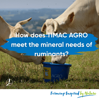 innovation,solution,ruminants