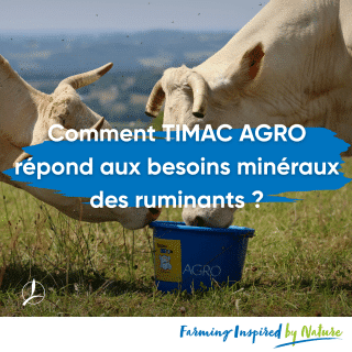 ruminants,solutions,minérale