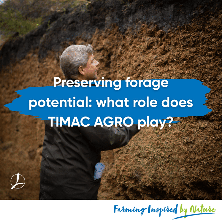 silage,optimizing,forage