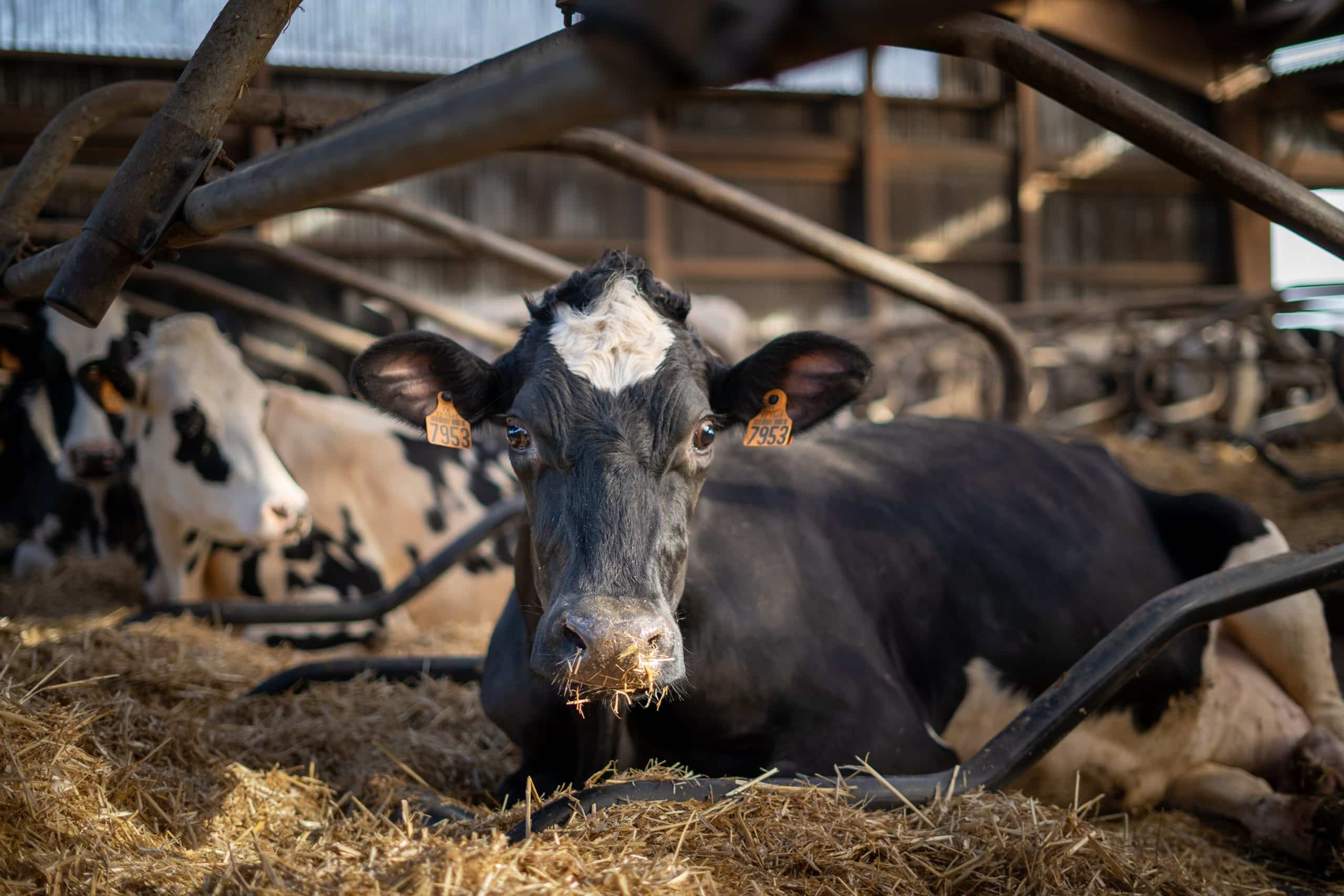 breeders,animal production,innovation