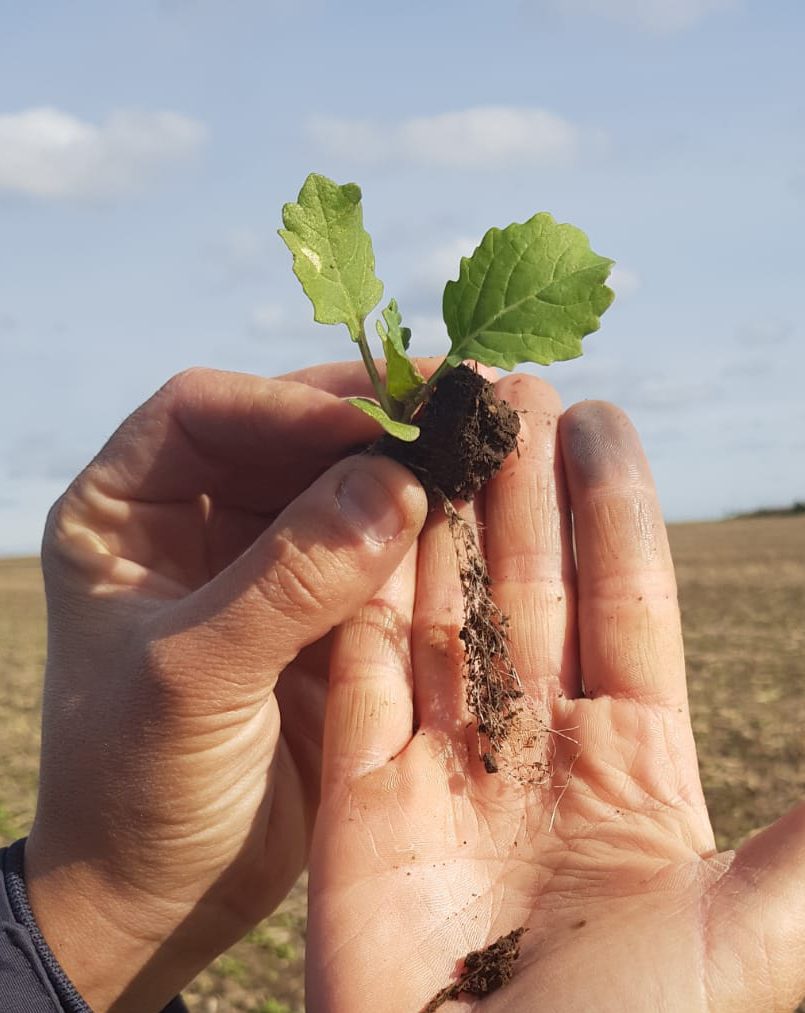 Colza Roots Stimulate root development to secure yield under stressful conditions