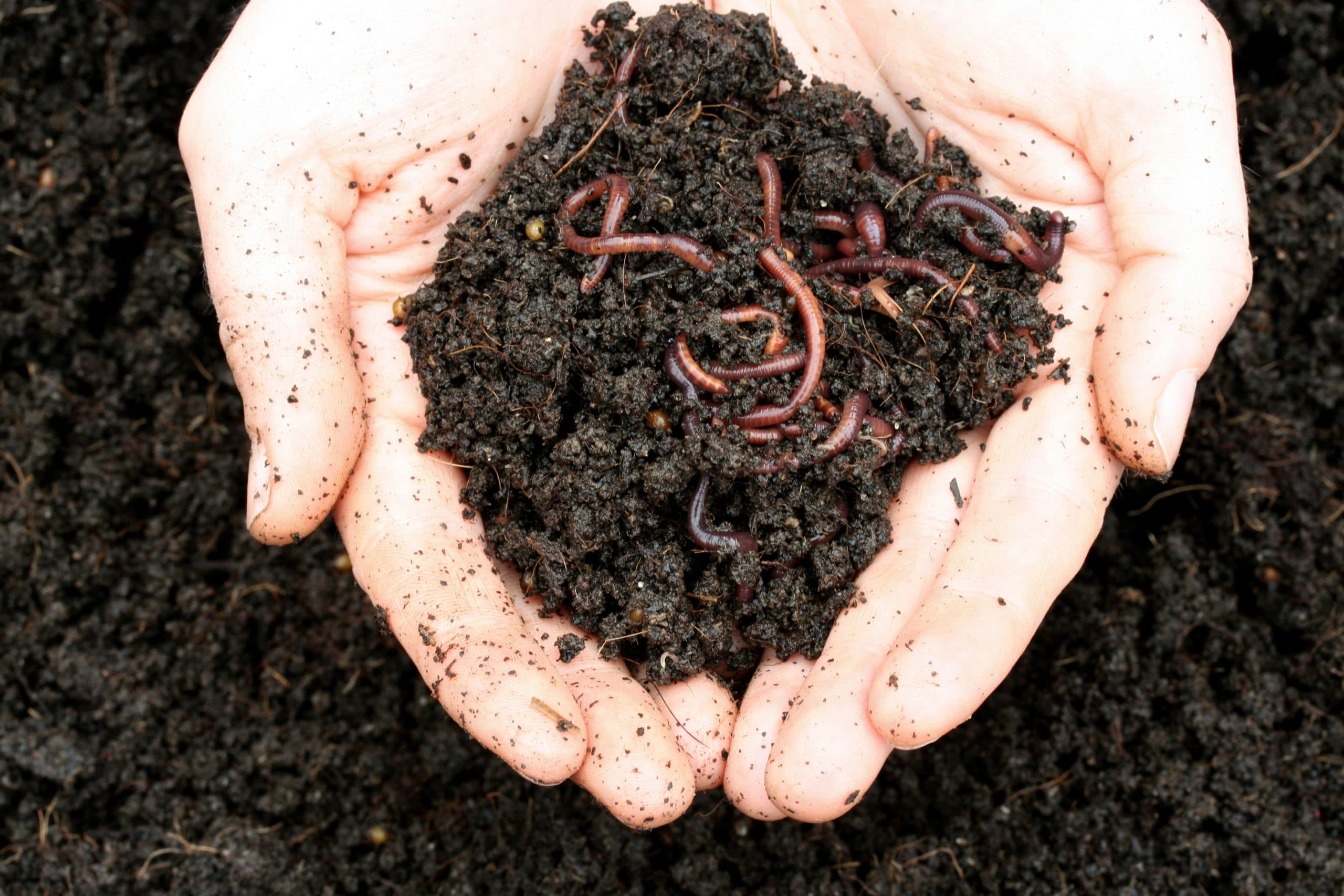 erde,bodengesundheit,bodenleben,mikroorganismen,bodenleben fördern landwirtschaft,bodenleben fördern,bodenleben verbessern