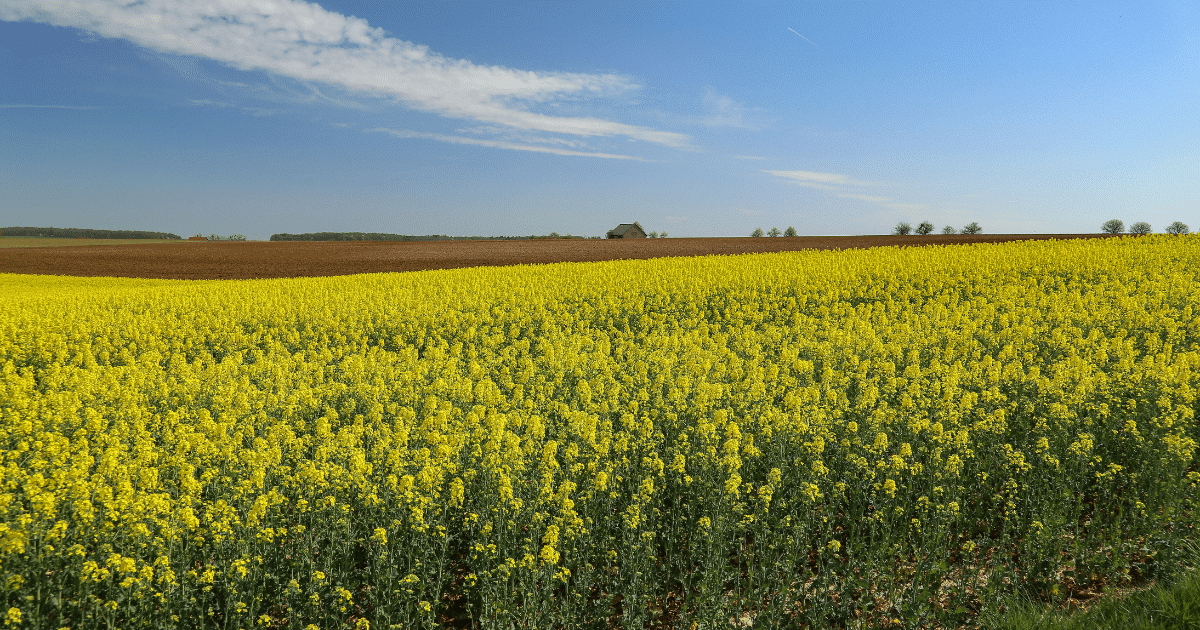 erde,bodengesundheit,bodenleben,mikroorganismen,bodenleben fördern landwirtschaft,bodenleben fördern,bodenleben verbessern
