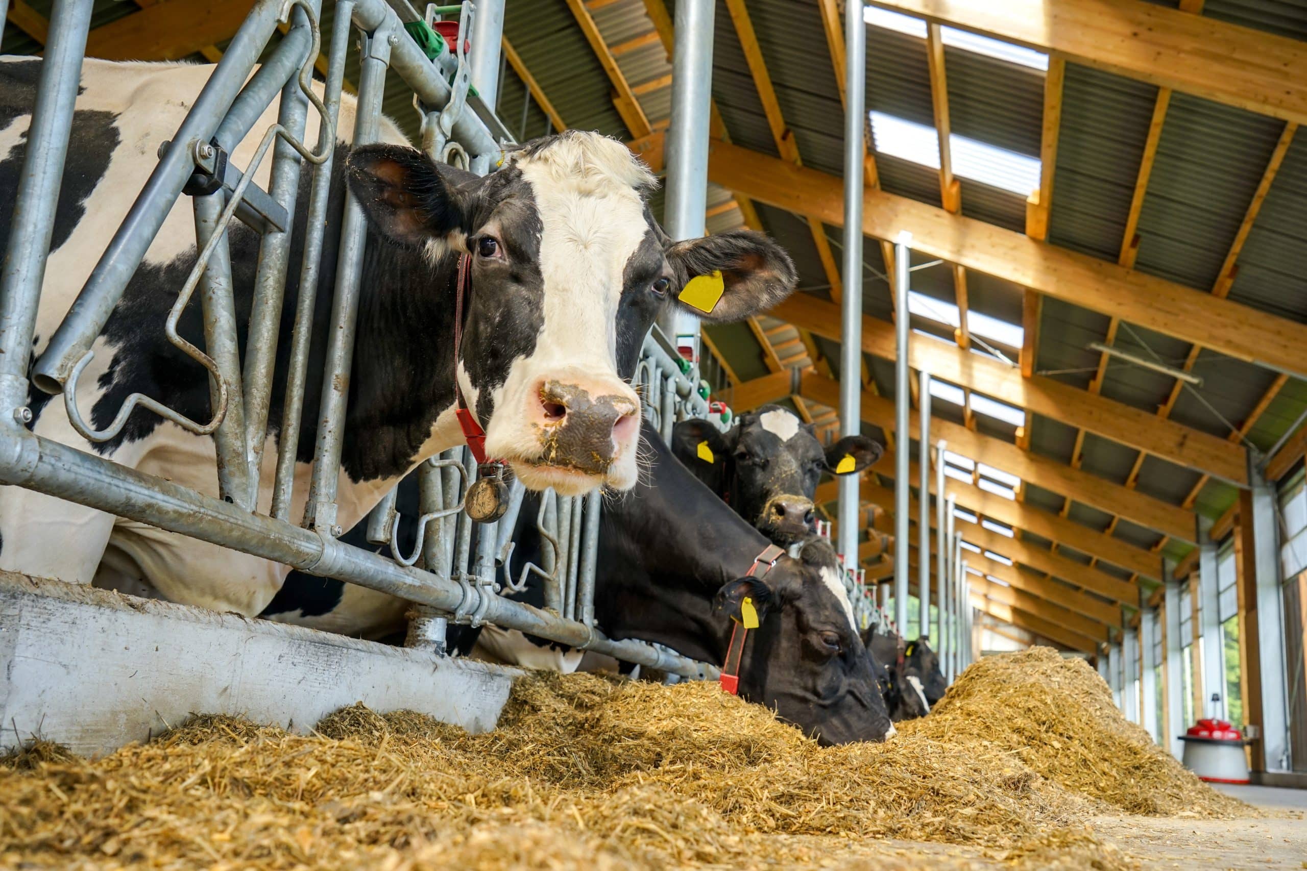 kühe beim fressen,in einen neuem stall