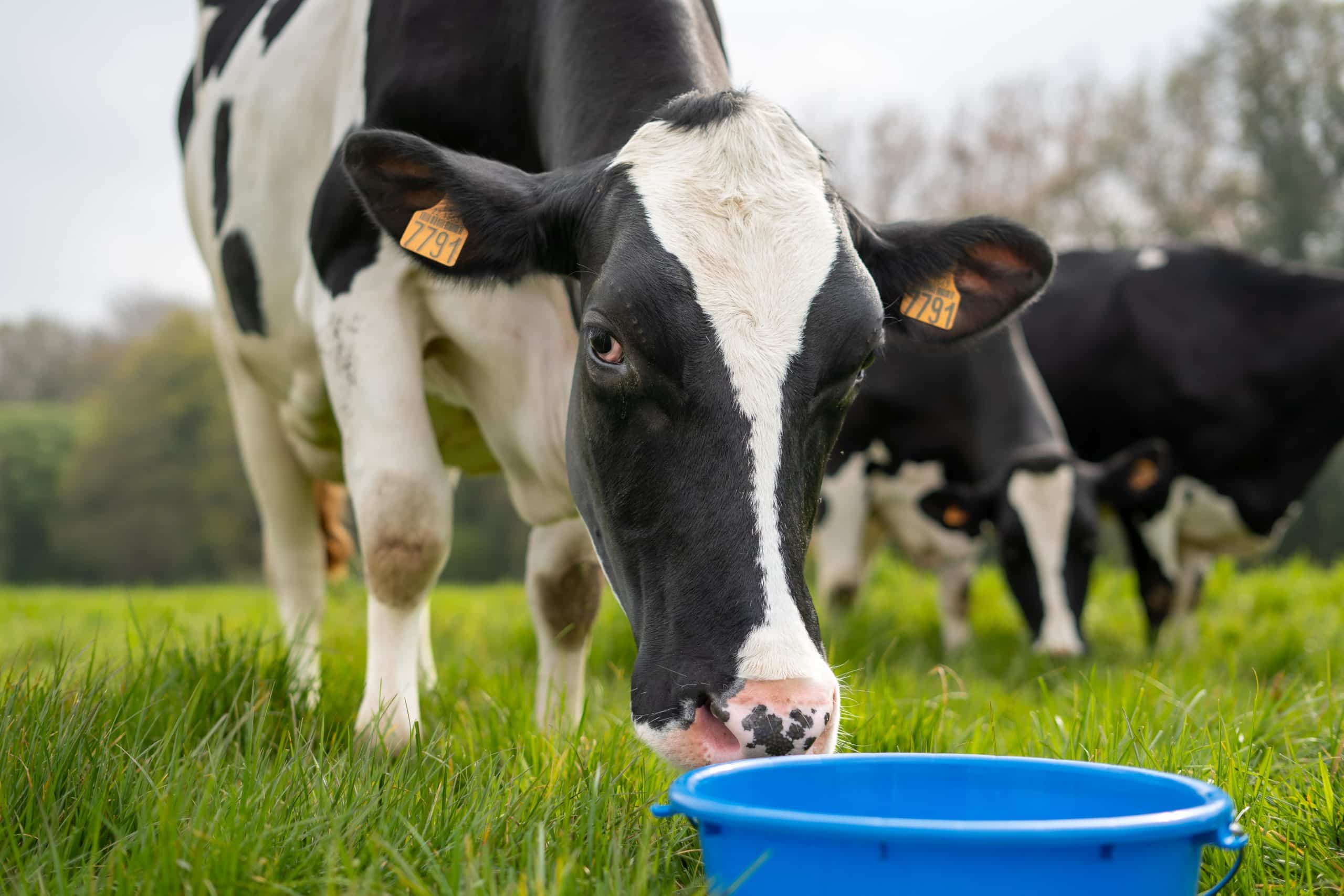cow with blue bucket france henanbihen