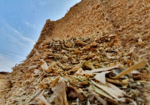 maize silage paraguay juaneulogioestigarribia15