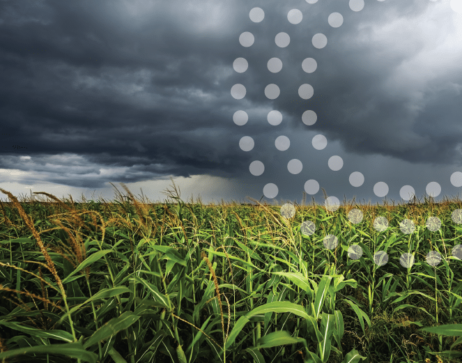 Corn field with gray clouds above.
