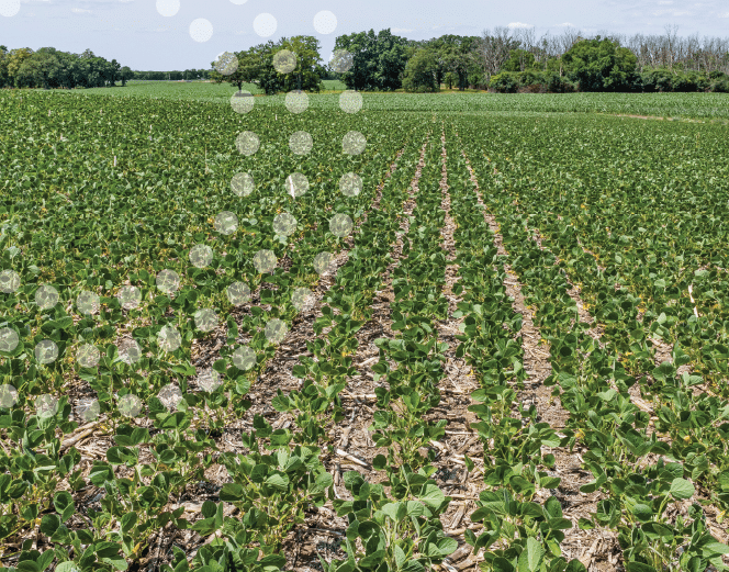 Soybean field, where abiotic stress can consume up to 70% of yield.
