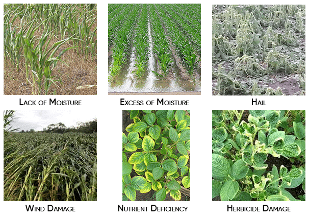 typs-of-abiotic-stress
