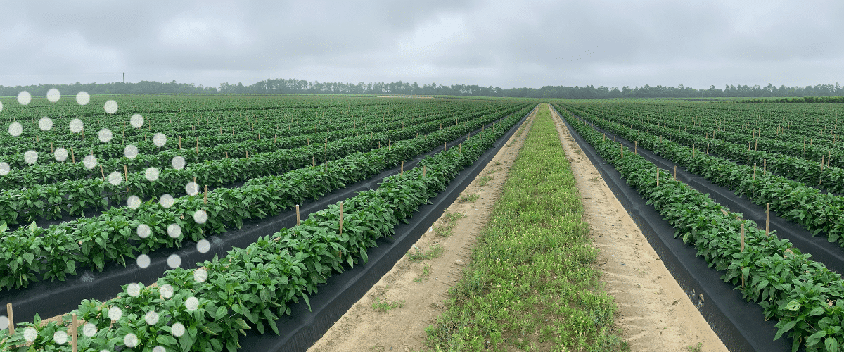 Good looking bell pepper field in South Carolina treated with TIMAC AGRO technologies.