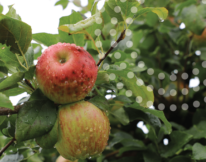 Apple in tree with calcium deficiency signs.