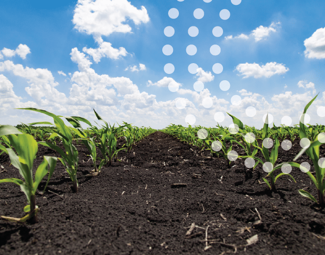 Cornfield with healthy early establishment of plants.