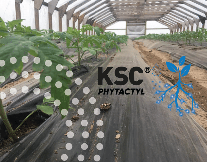 KSC logo over tomato plastic beds.