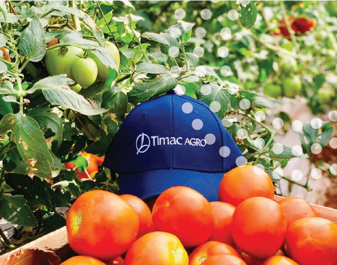 Healthy tomatoes freshly picked treated with TIMAC AGRO technologies.