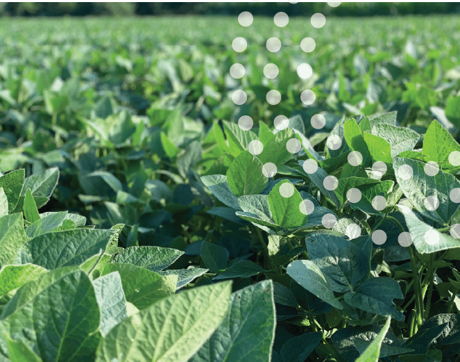 Soybean field.