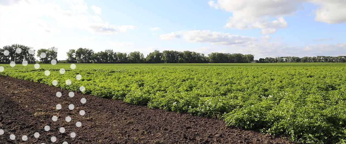 Potato field treated with TIMAC AGRO technologies in Minnesota.