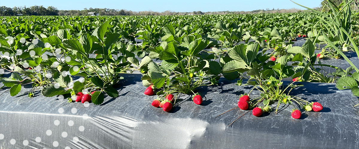 Strawberry field with nice looking fruit in Florida.