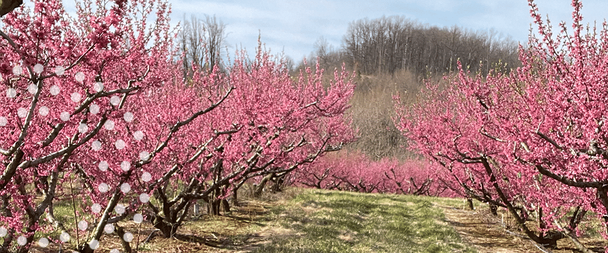 Peach orchard blooming in spring.