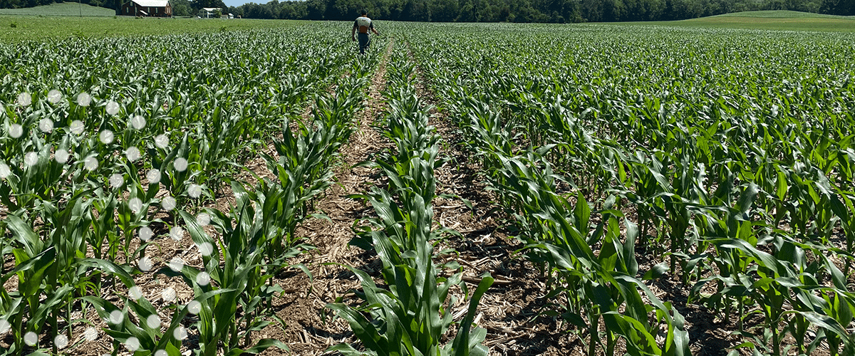 TIMAC AGRO Field Representative applying foliar nutrition to corn field.