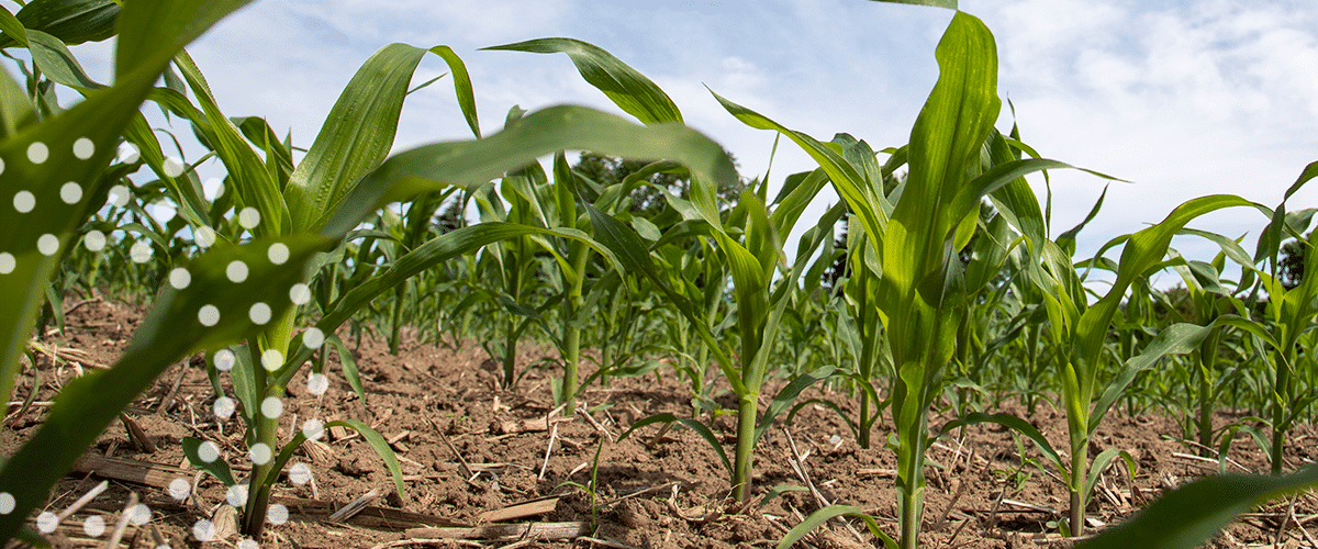 Young corn on field.