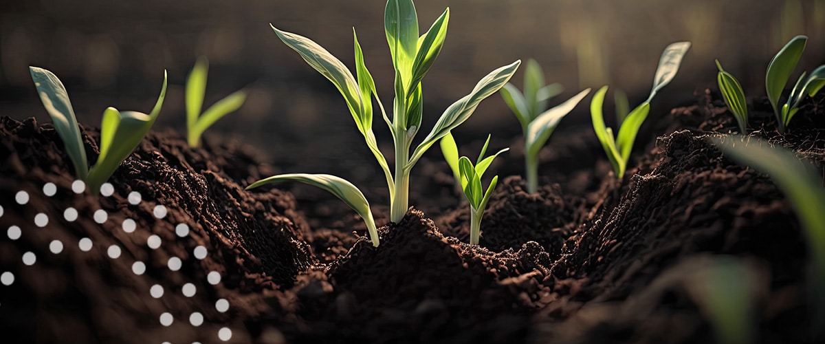 Young corn emerging from soil.