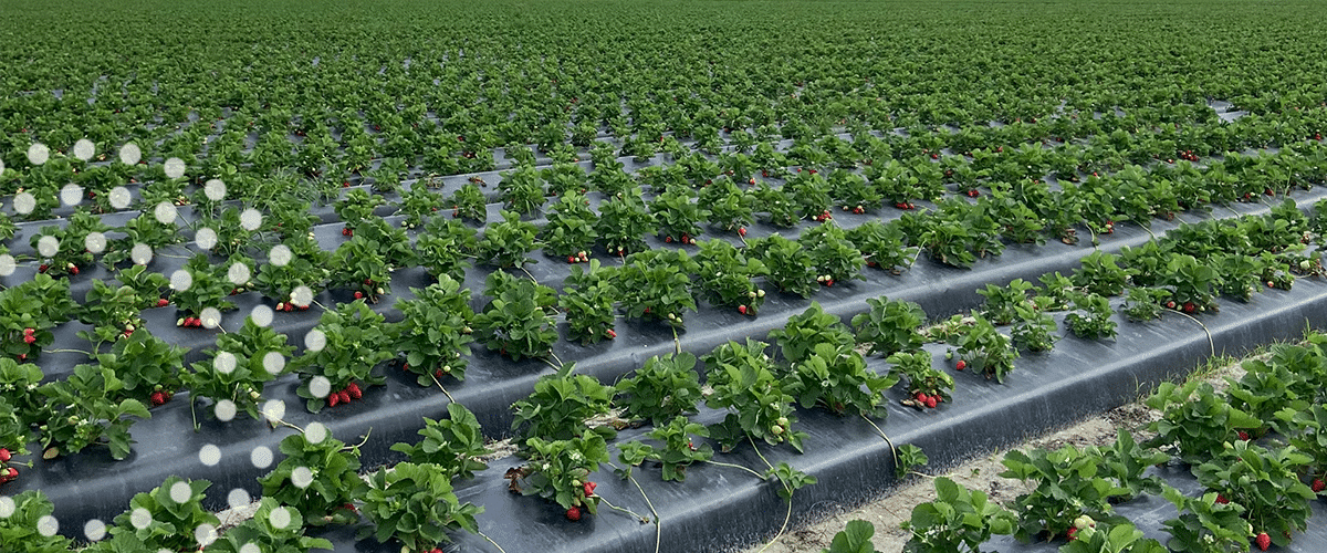 Strawberry plants in plastic beds, treated with TIMAC AGRO technologies.