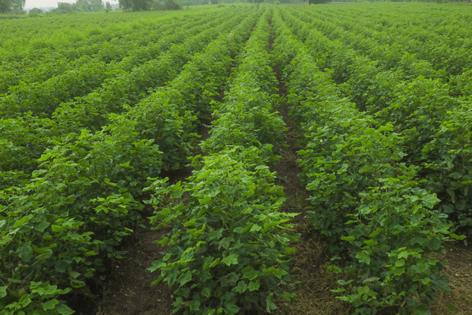 Cotton field before fruit and defoliation.
