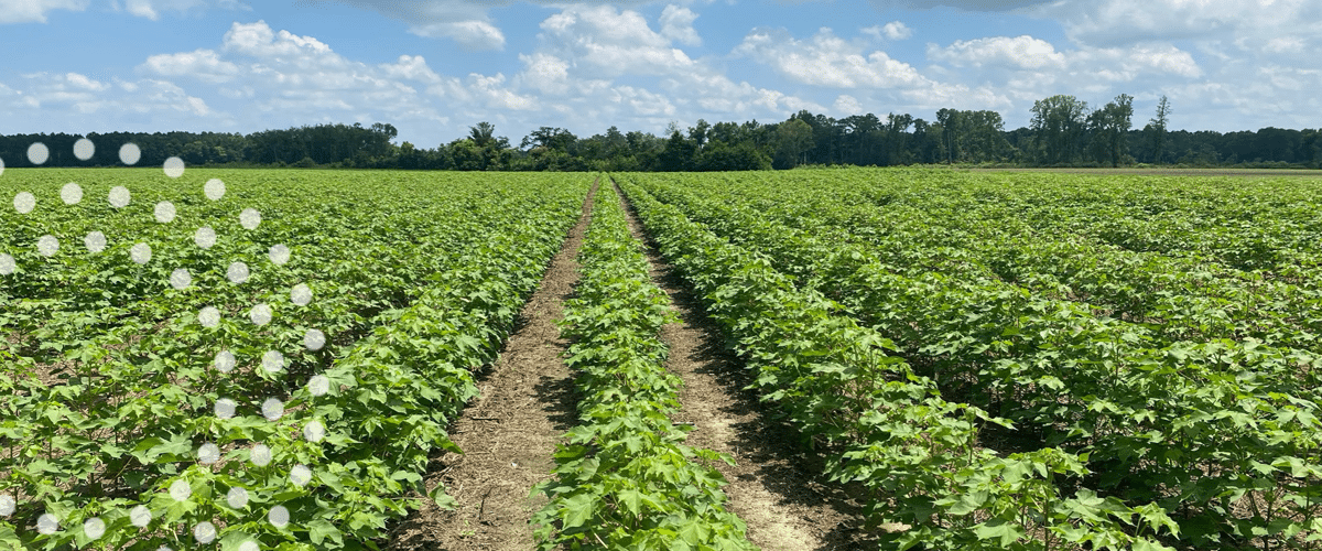 Field of cotton in development in South Carolina.