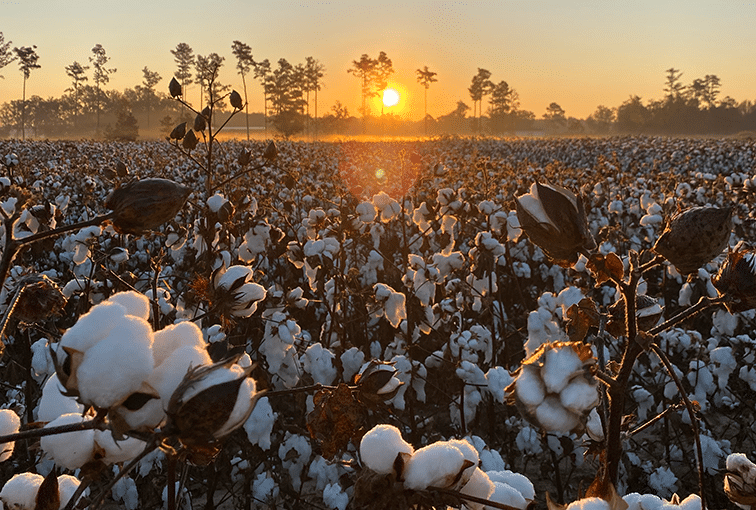 Sunset at cotton field.