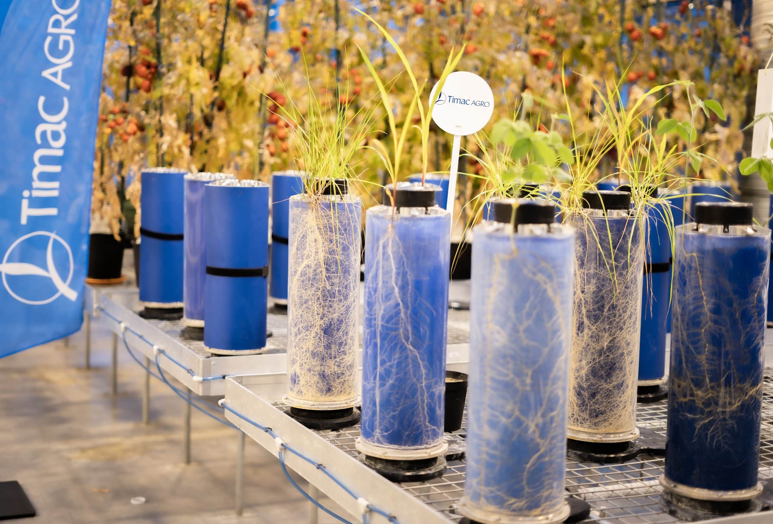 Plants developing in laboratory of the Roullier Global Innovation Center CMI.