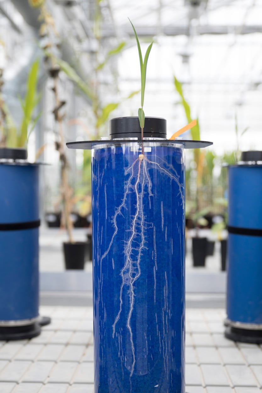 Corn roots studied in CMI greenhouse.