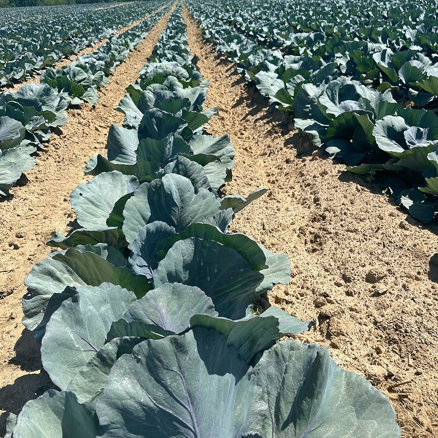 cabbage-trial