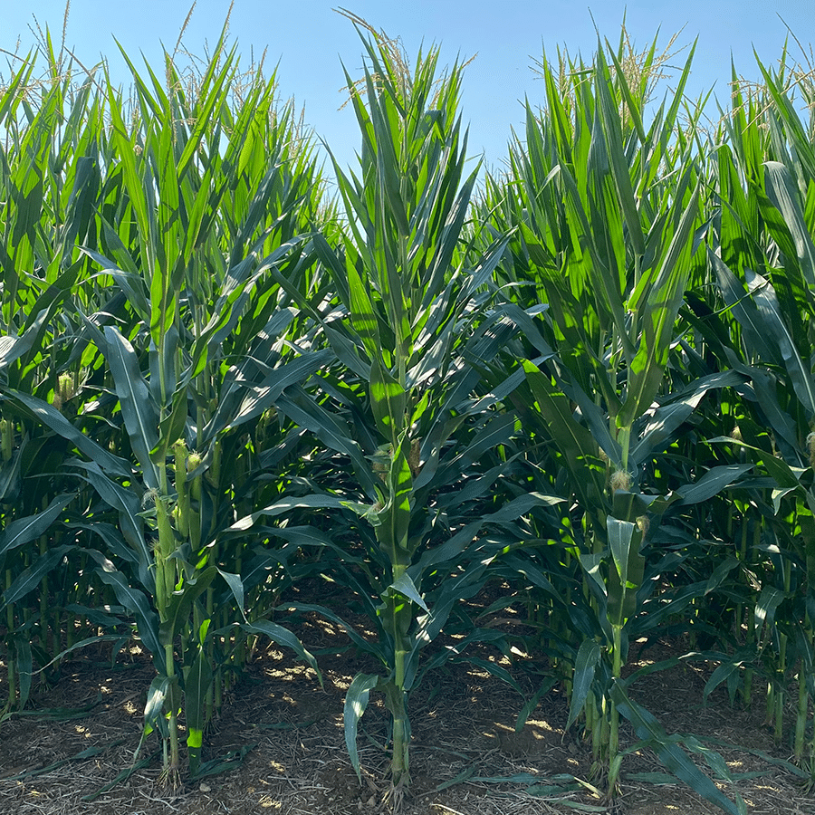 fertileader-corn-trial