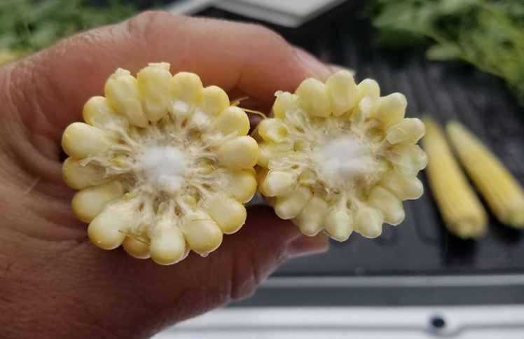 TIMAC AGRO Field Reo holding two corn ears, showing advantage in size on the ine treated with FERTIACTYL, on the left.