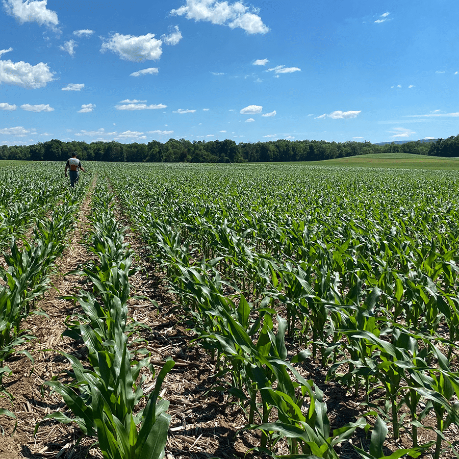 DUOMAXX-corn-trial
